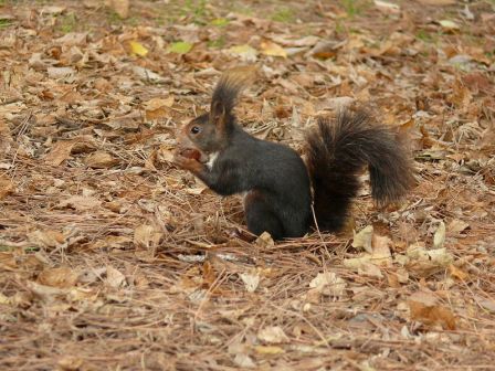 Fauna parques naturales Castellon
