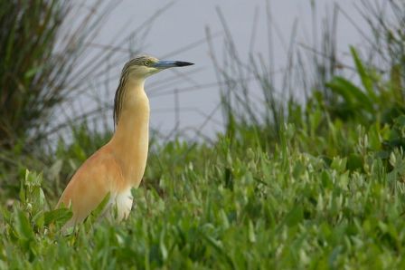 Naturaleza y aves de la Albufera